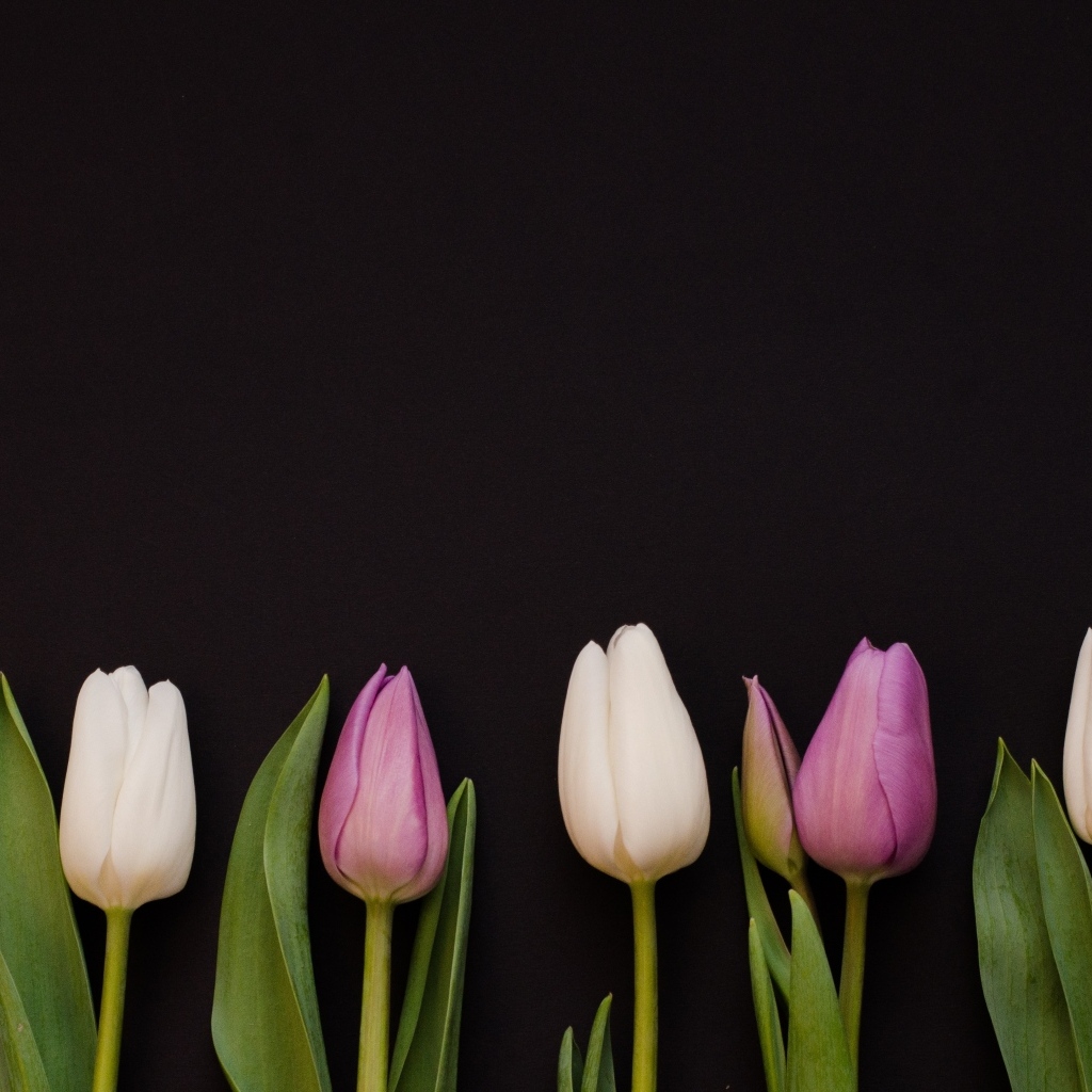 Розовые тюльпаны на черном фоне