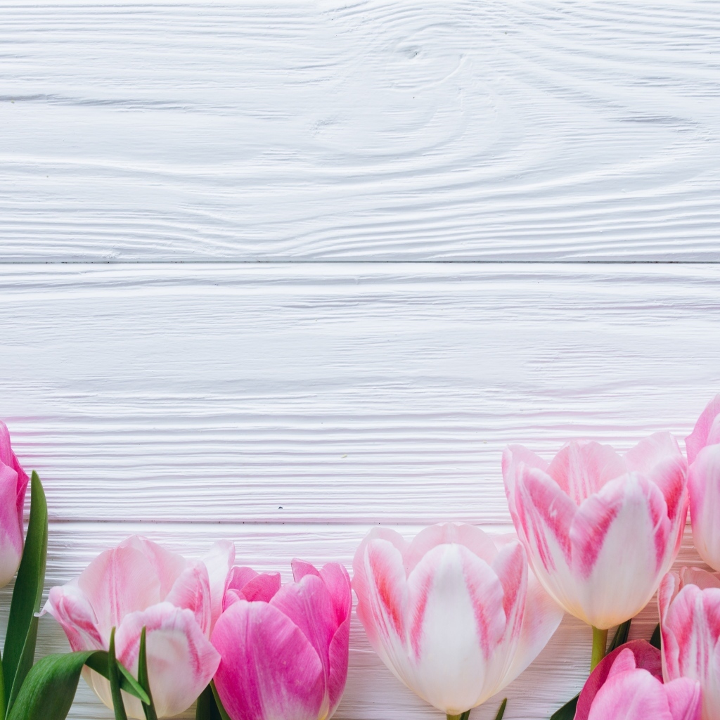 Розовые тюльпаны на белом деревянном фоне