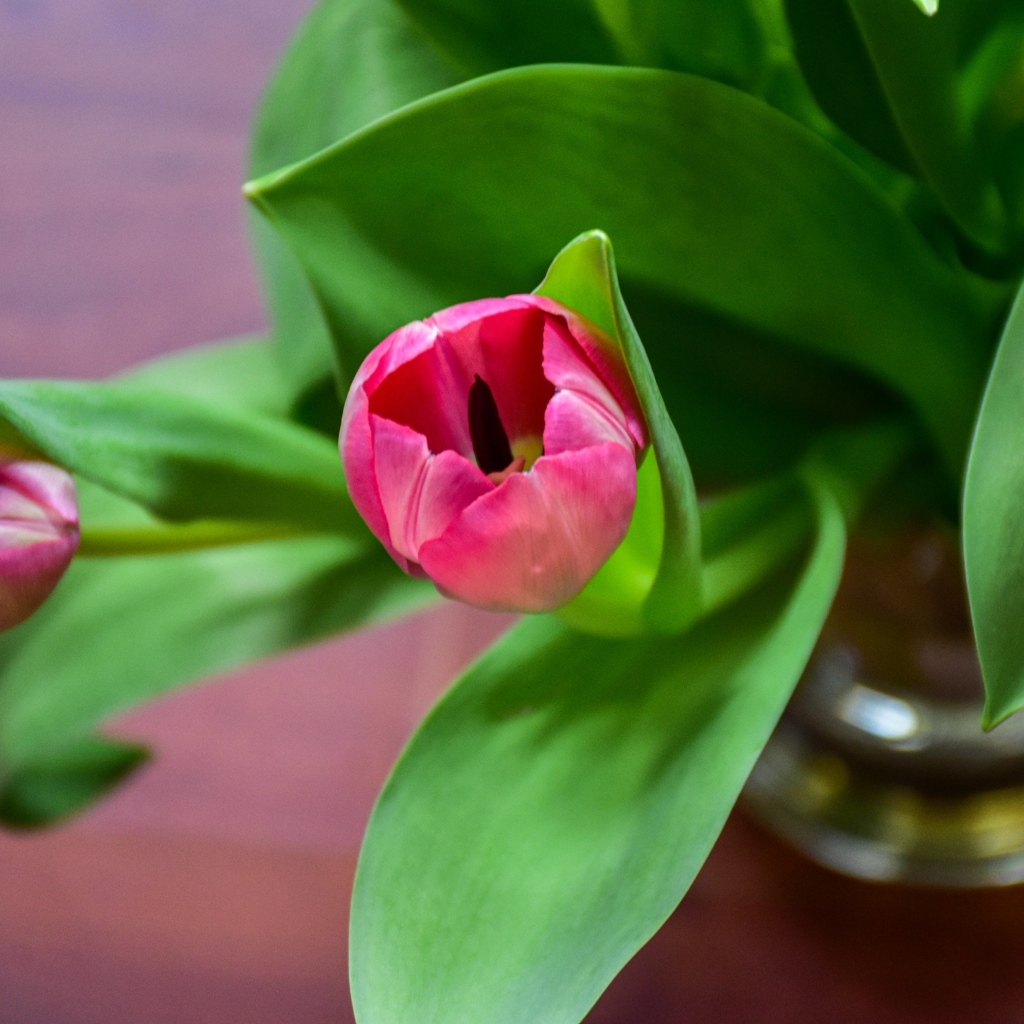 Розовые тюльпаны с зелеными листьями в вазе на столе