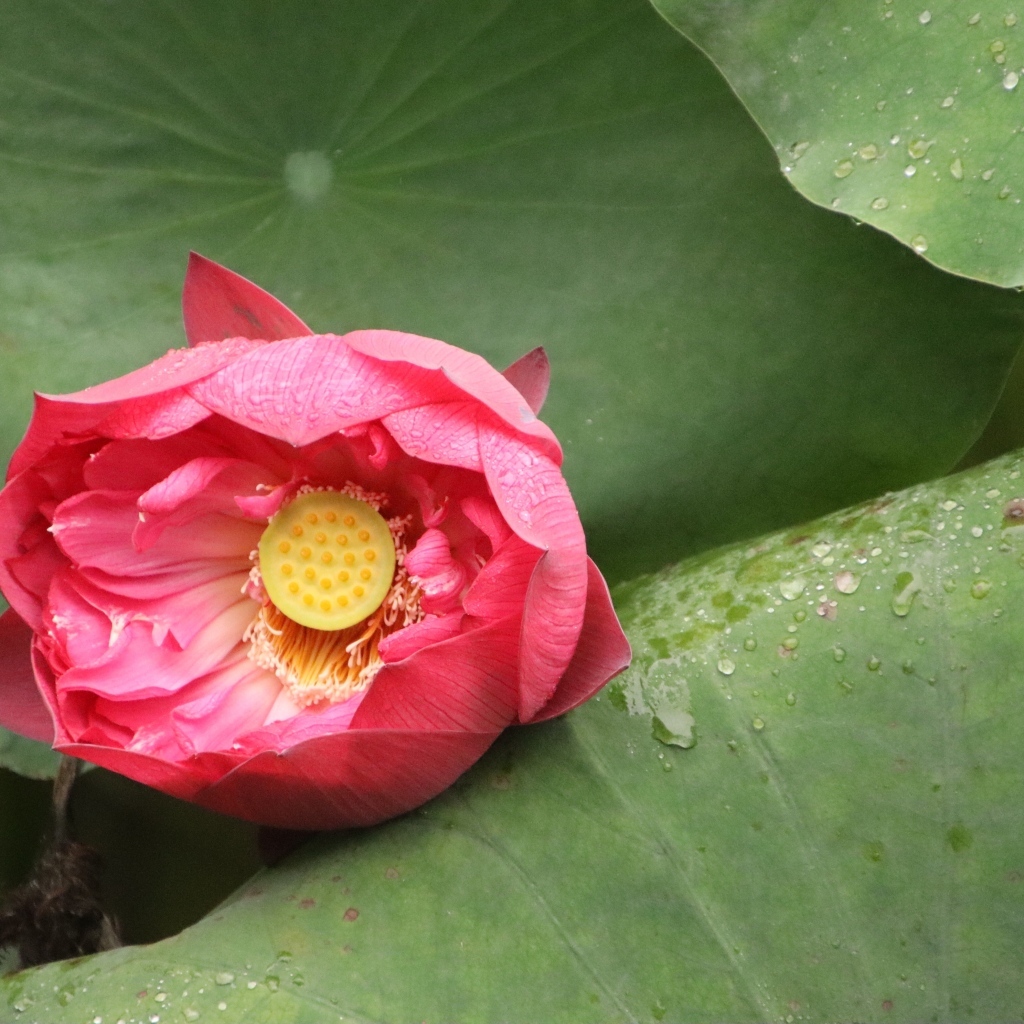 Розовый нераспустившийся цветок лотоса в листьях