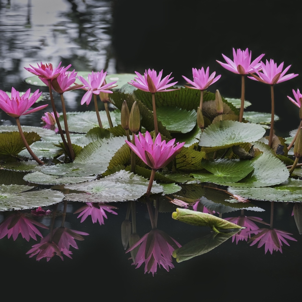 Розовые водяные лилии с зелеными листьями в пруду