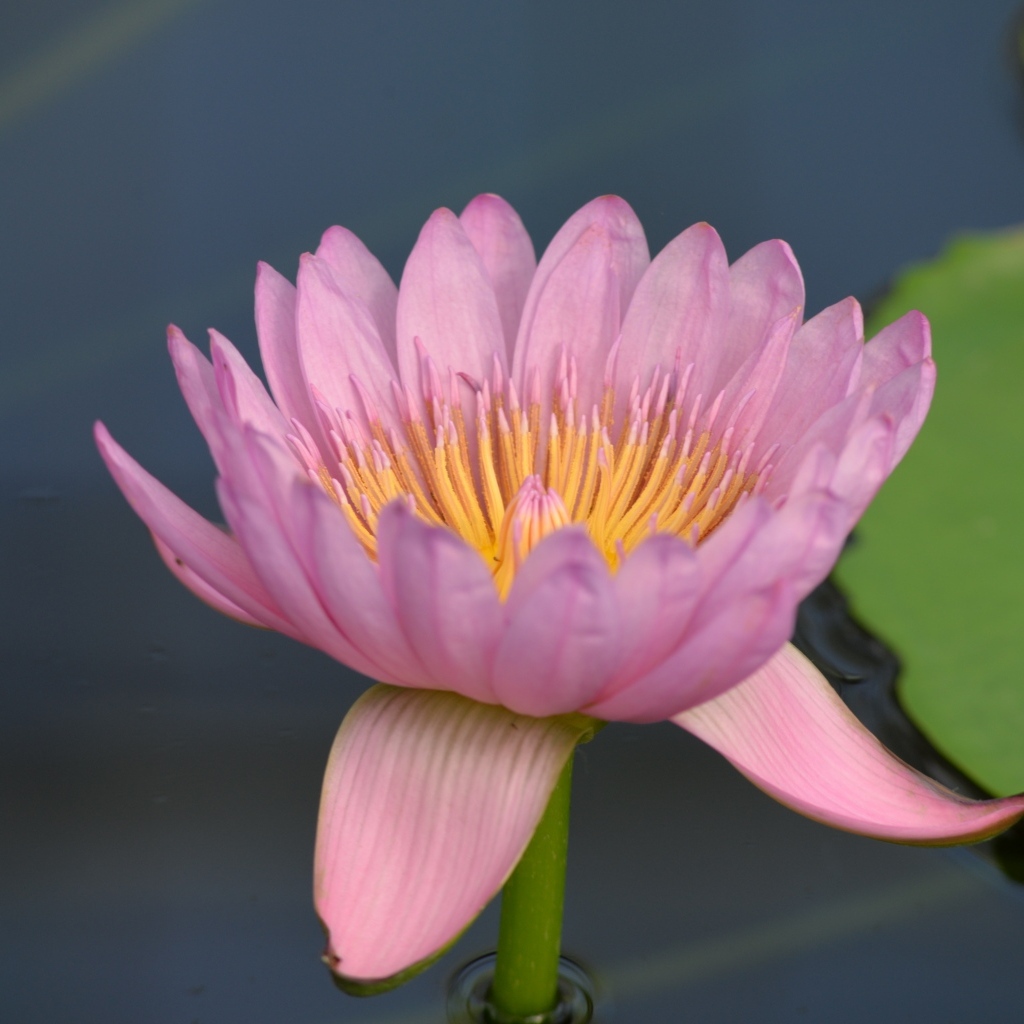 Розовый цветок водяной лилии в пруду крупным планом