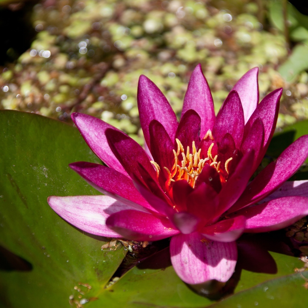 Розовая водяная лилия в пруду с большими листьями