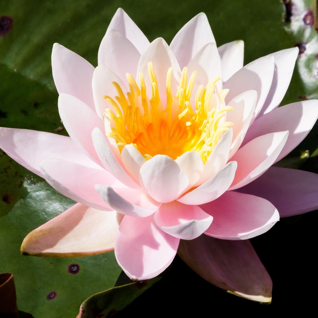 Розовая кувшинка в озере крупным планом