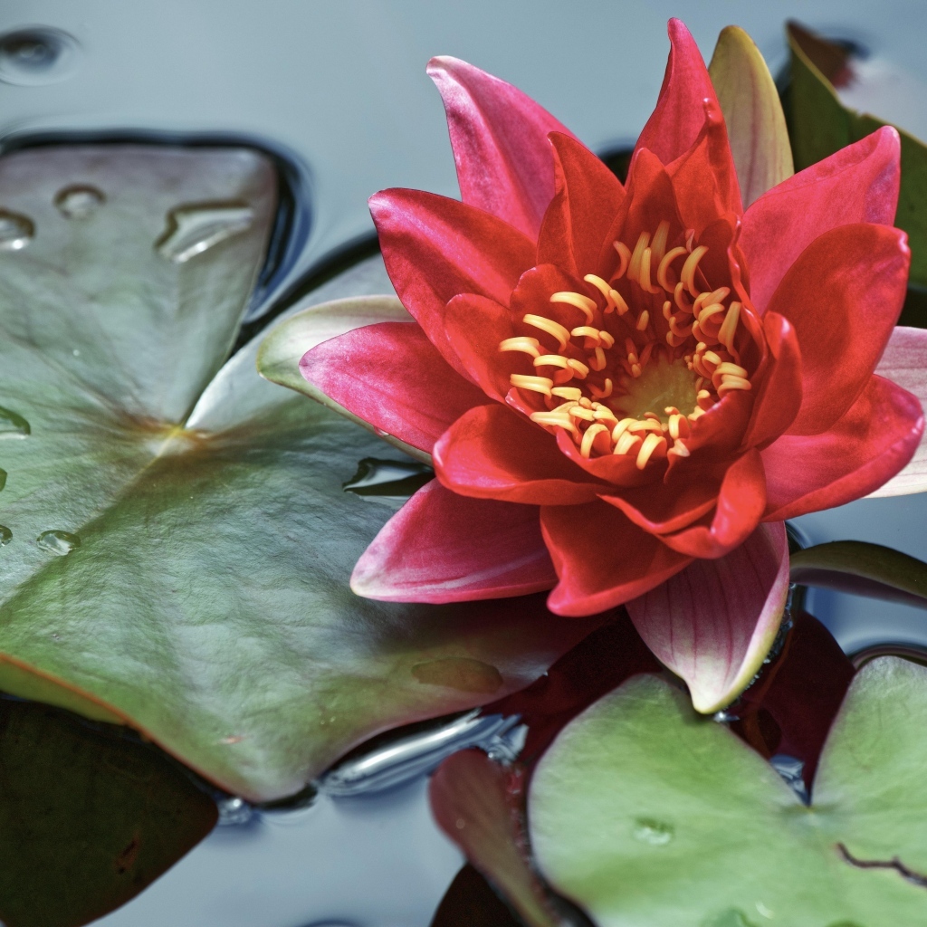 Розовая водяная лилия с большими зелеными листьями в воде