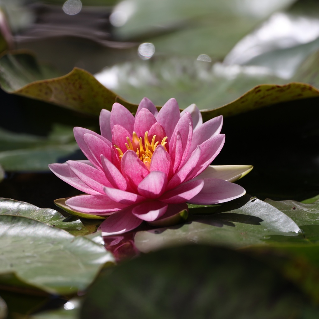 Розовая водяная лилия в зелеными листьями в пруду 