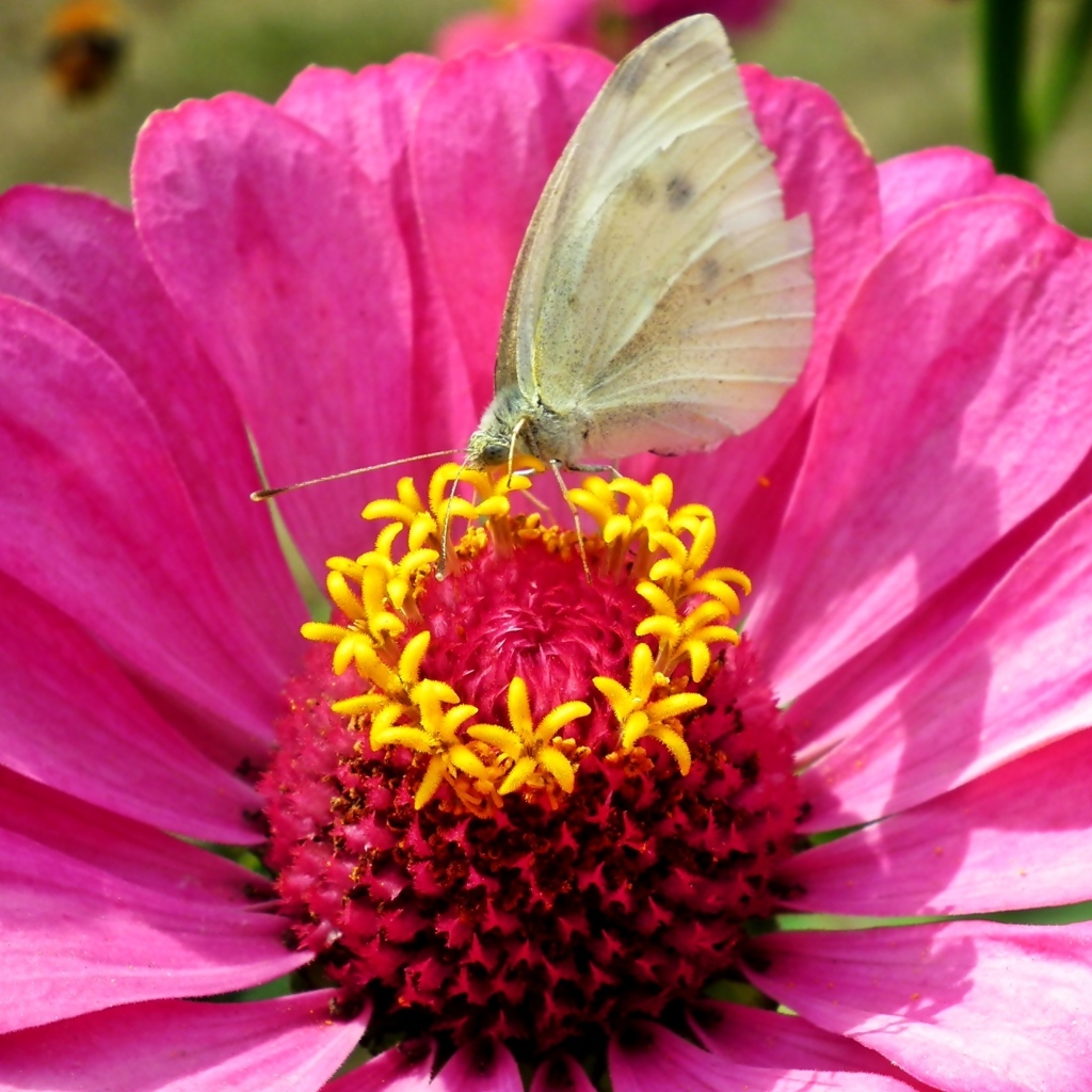 Розовый цветок циннии с бабочкой