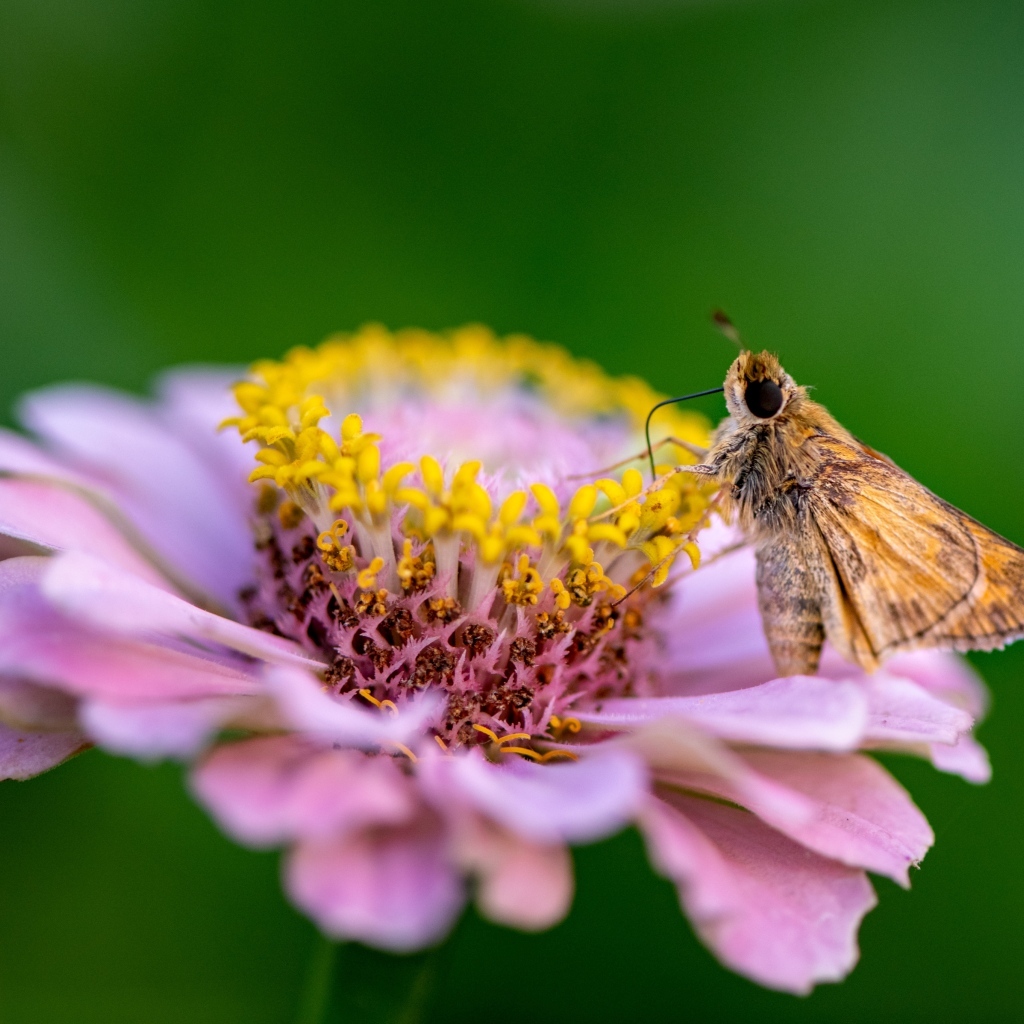 Розовый цветок циннии с насекомым