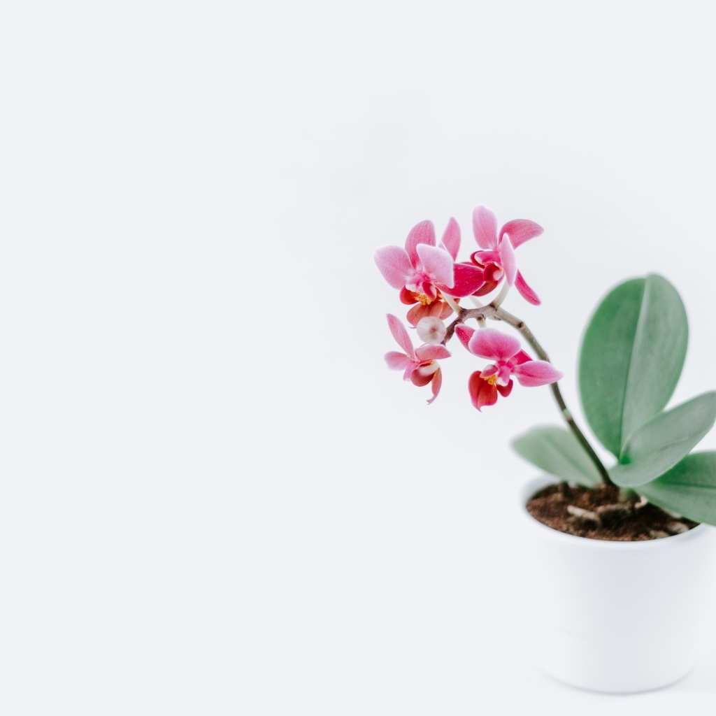 Горшок с розовыми цветами орхидеи на сером фоне