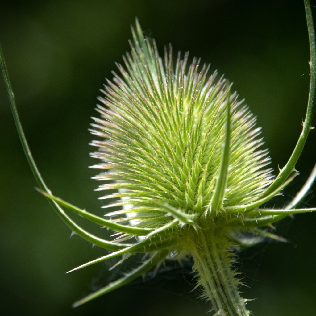 Колючий цветок ворсянка крупным планом