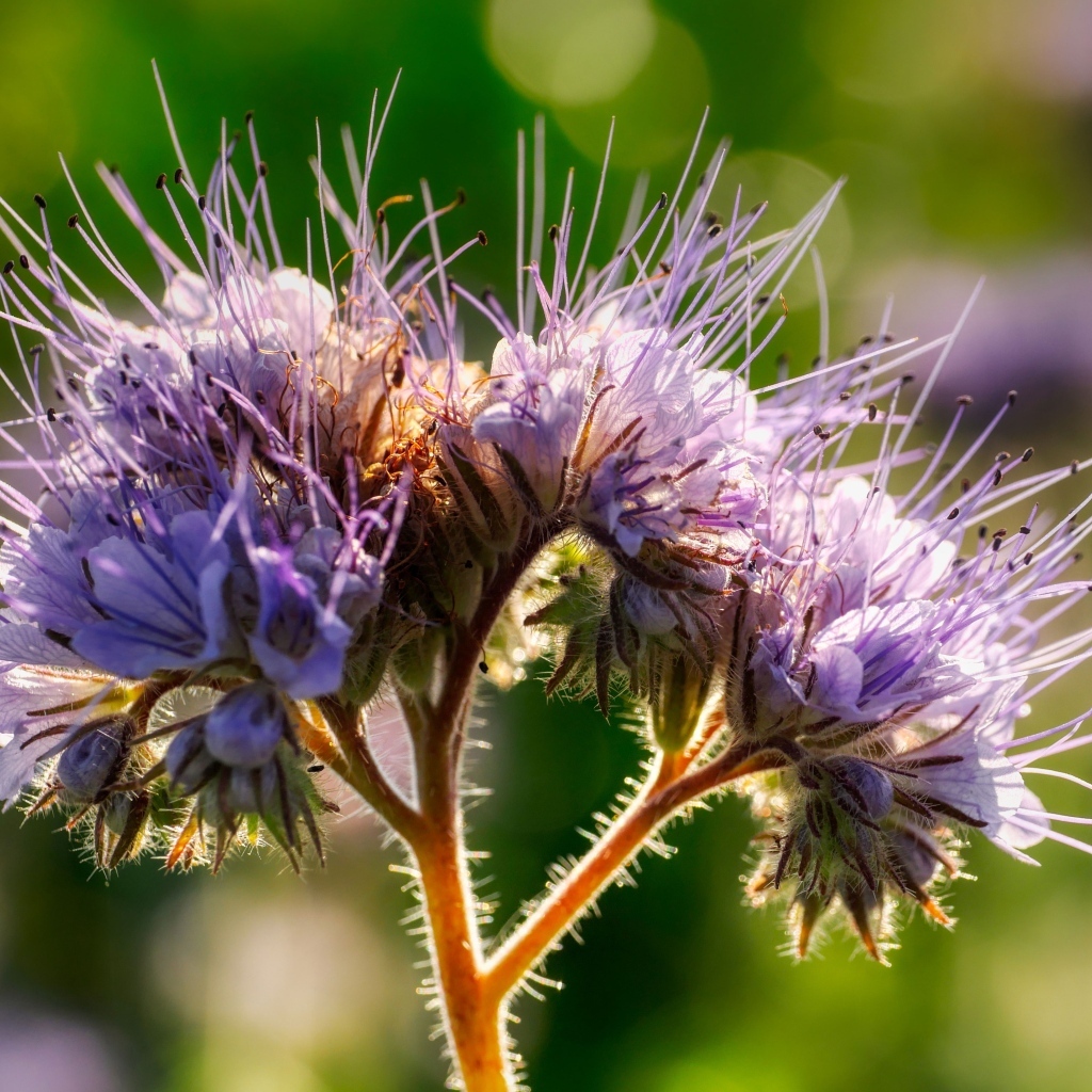 Фиолетовый цветок Фацелия крупным