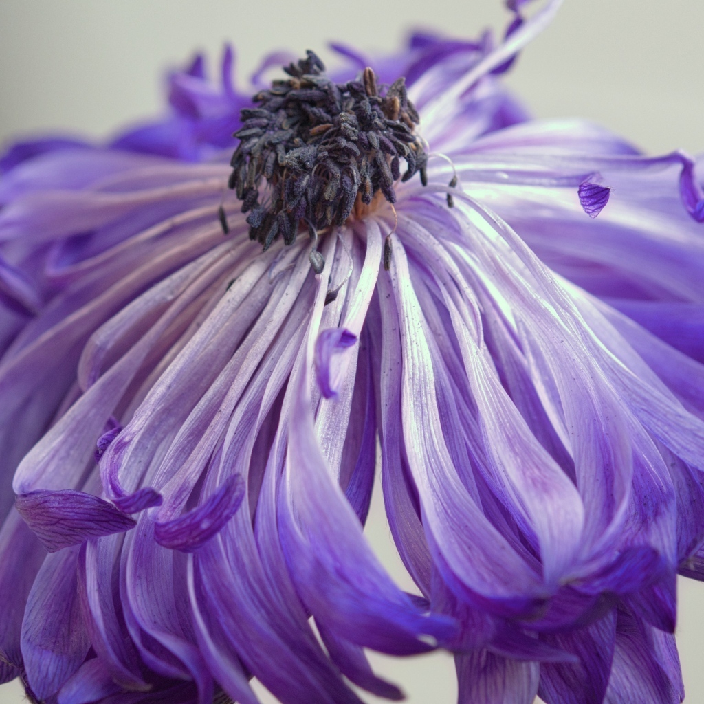 Фиолетовый цветок анемоны крупным планом