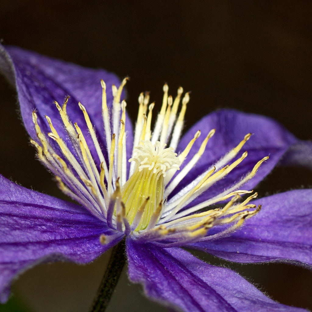 Фиолетовый цветок клематиса крупным планом