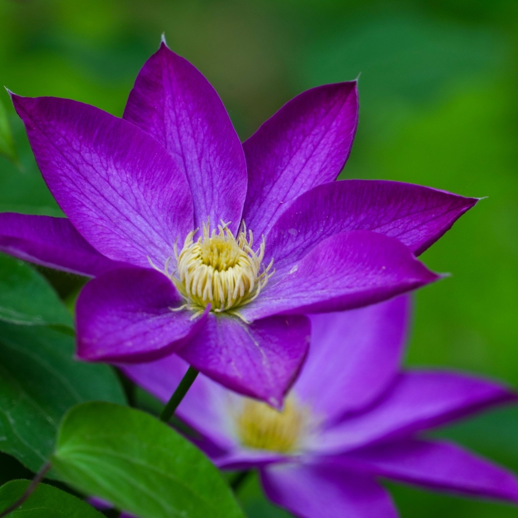 Фиолетовый цветок клематиса крупным планом