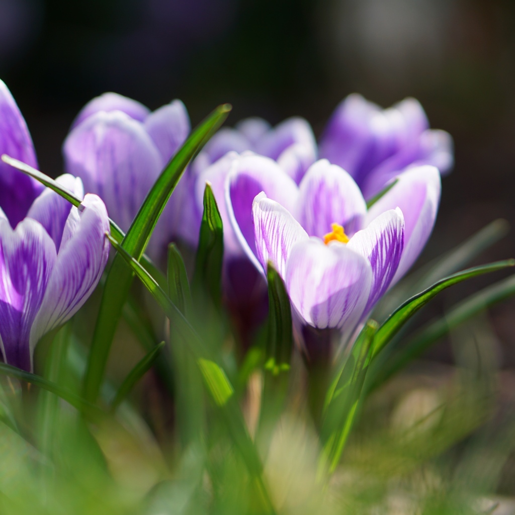 Фиолетовые цветы крокуса  в зеленой листве