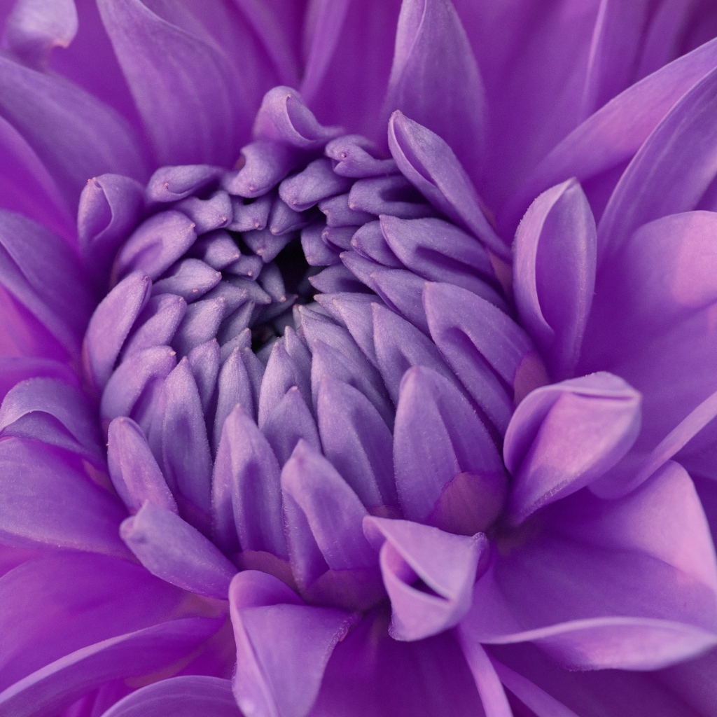 Фиолетовый цветок георгина крупным планом