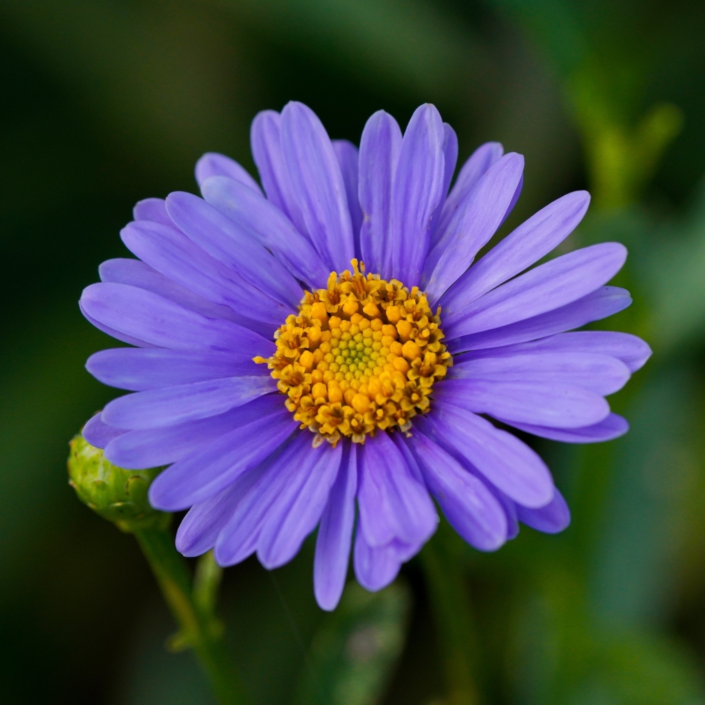 Фиолетовый цветок садовой астры