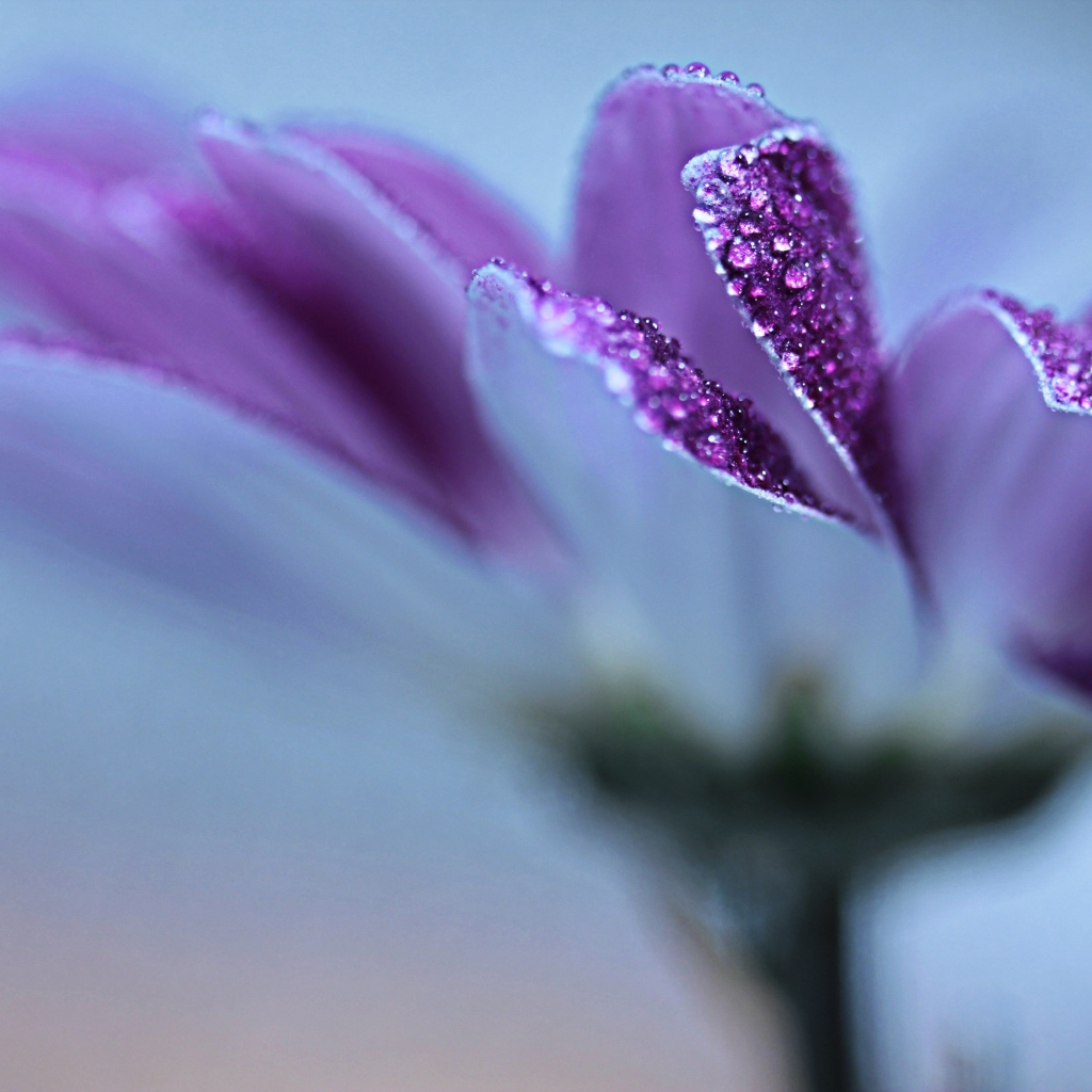 Лепестки фиолетовой герберы в каплях росы