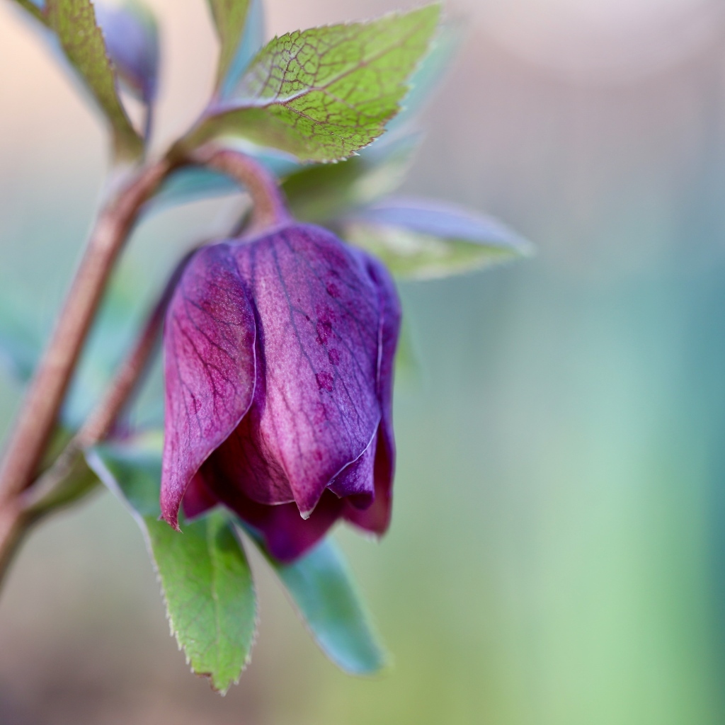 Фиолетовый цветок морозника крупным планом