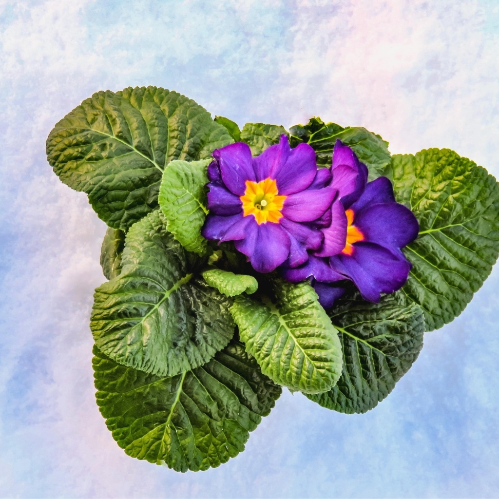 Фиолетовый комнатный цветок примула с зелеными листьями