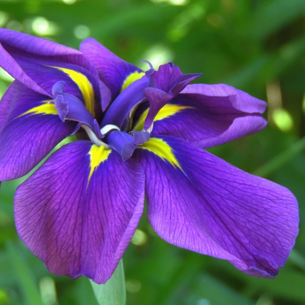 Фиолетовый цветок ириса крупным планом