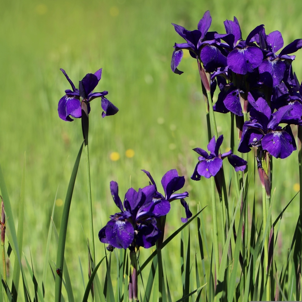 Фиолетовые цветы ириса на поле