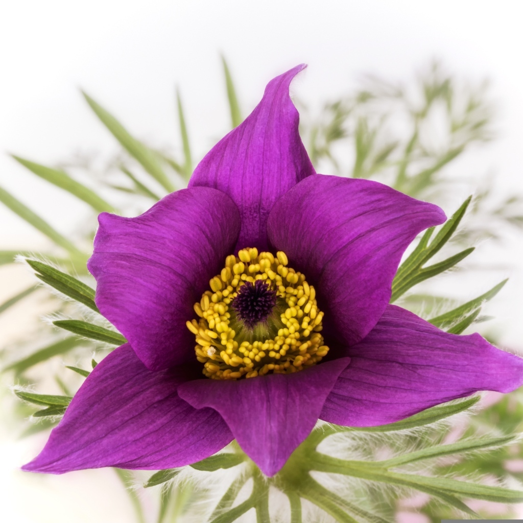 Фиолетовый цветок прострела на белом фоне