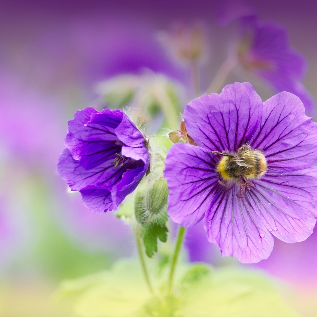 Фиолетовые цветы мальвы вблизи