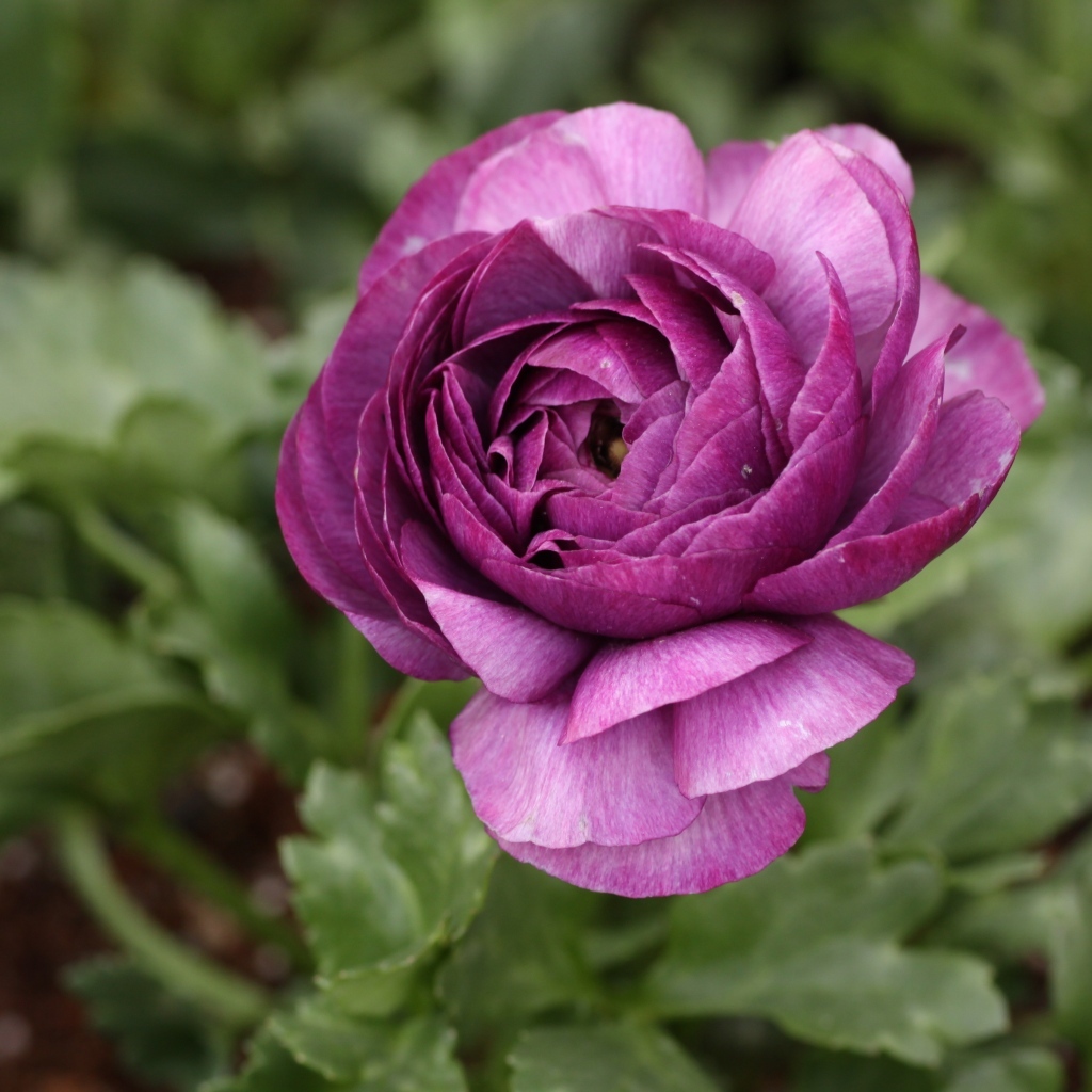 Фиолетовый цветок лютика крупным планом