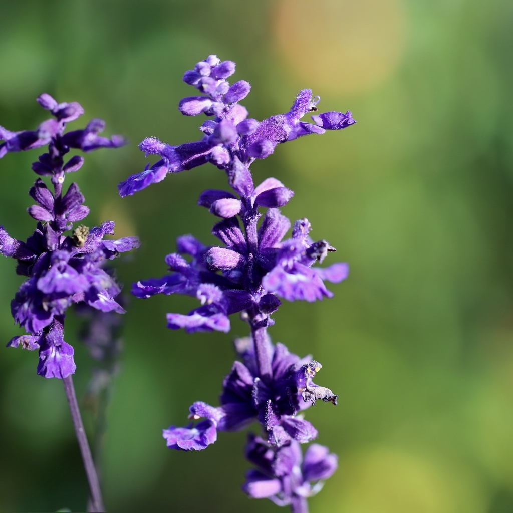 Фиолетовые цветы шалфея крупным планом