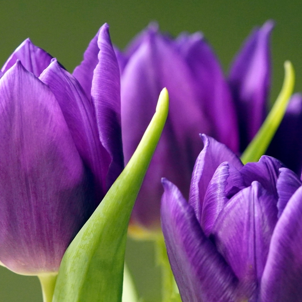 Фиолетовые тюльпаны крупным планом
