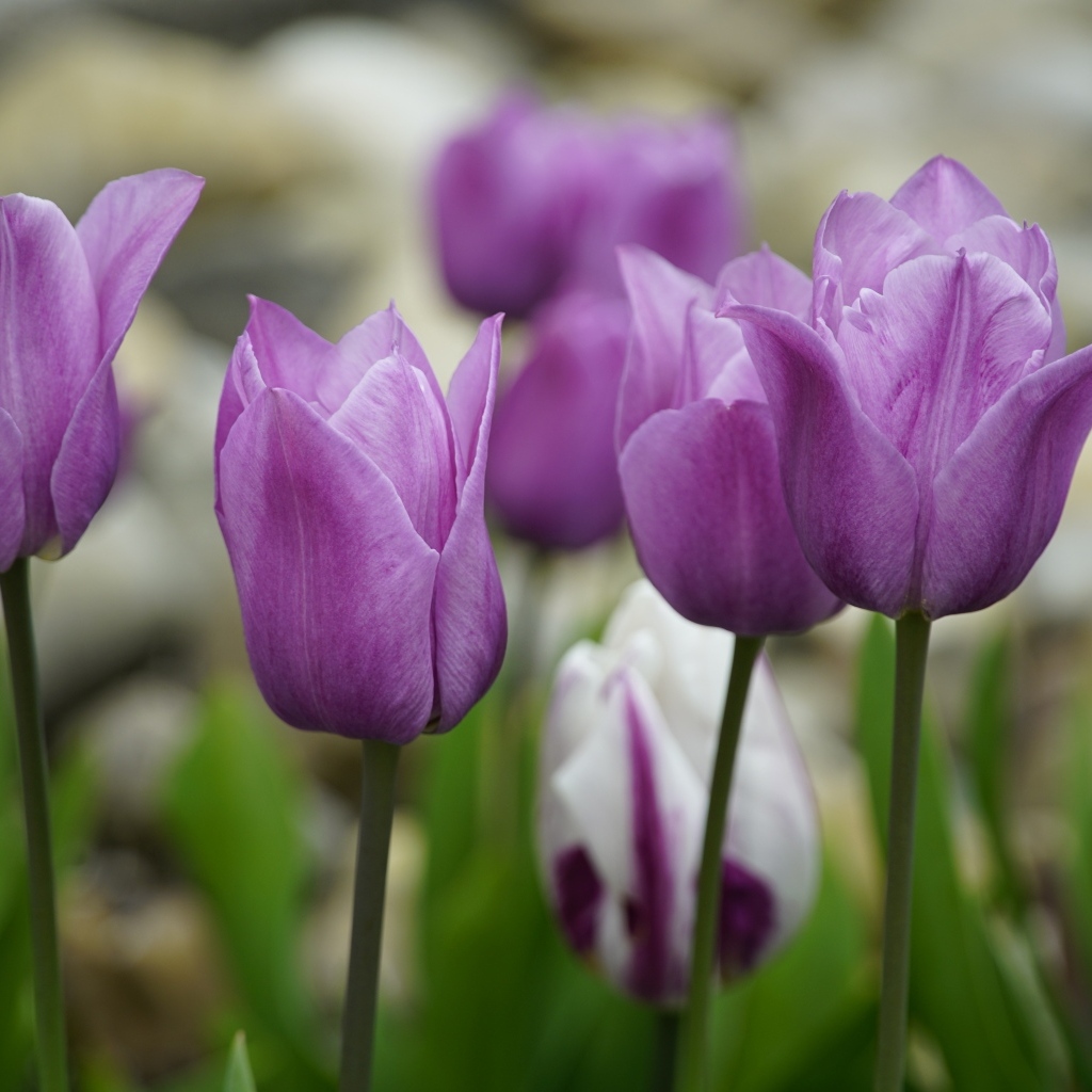 Фиолетовые тюльпаны на клумбе весной