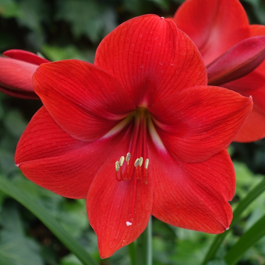 Красный цветок амариллис крупным планом