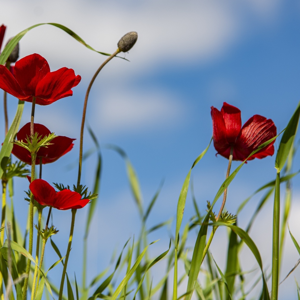 Красные цветы анемоны на поле под голубым небом