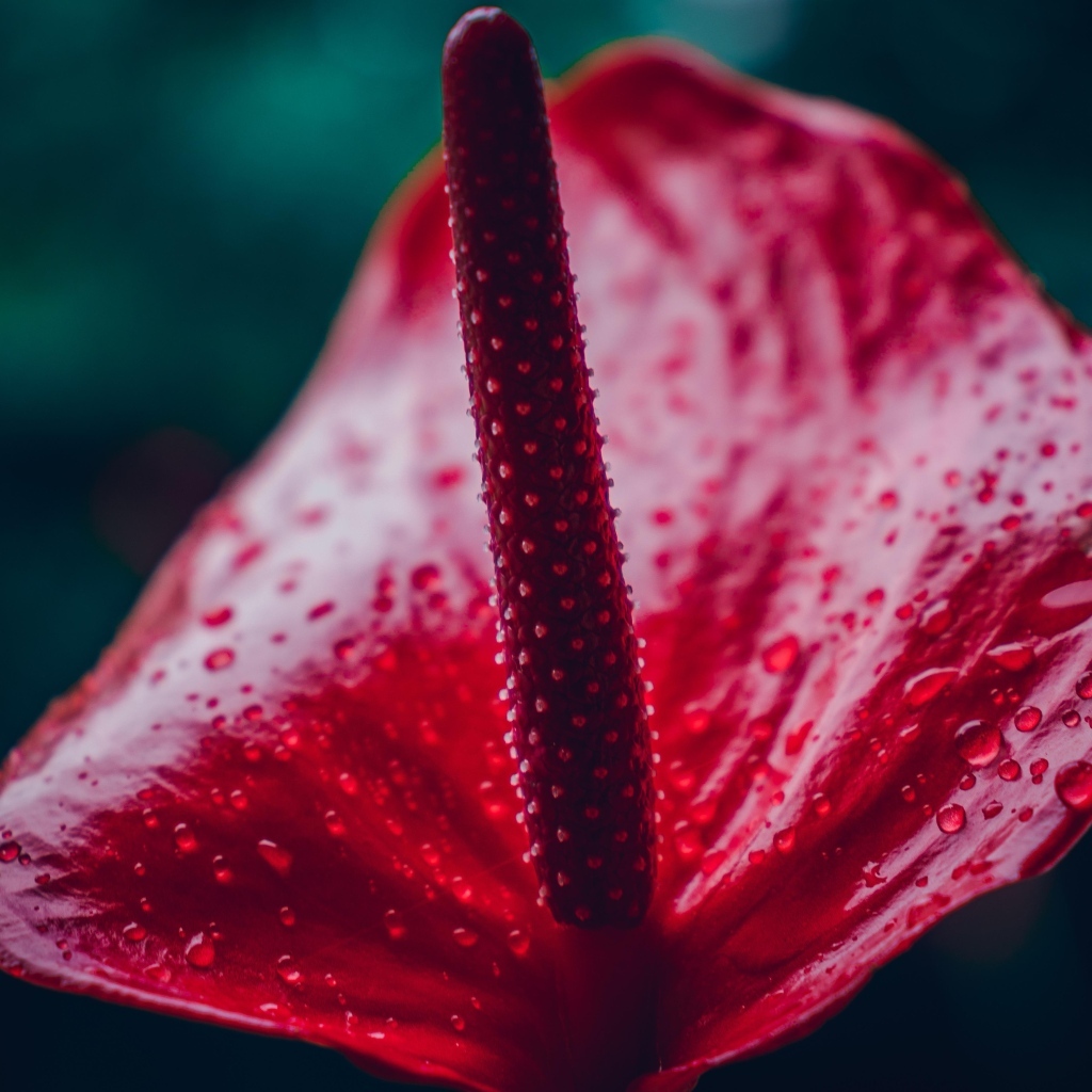 Красный цветок антуриум крупным планом