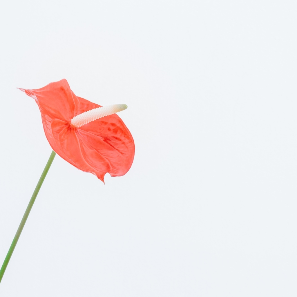 Красный цветок антуриум на белом фоне