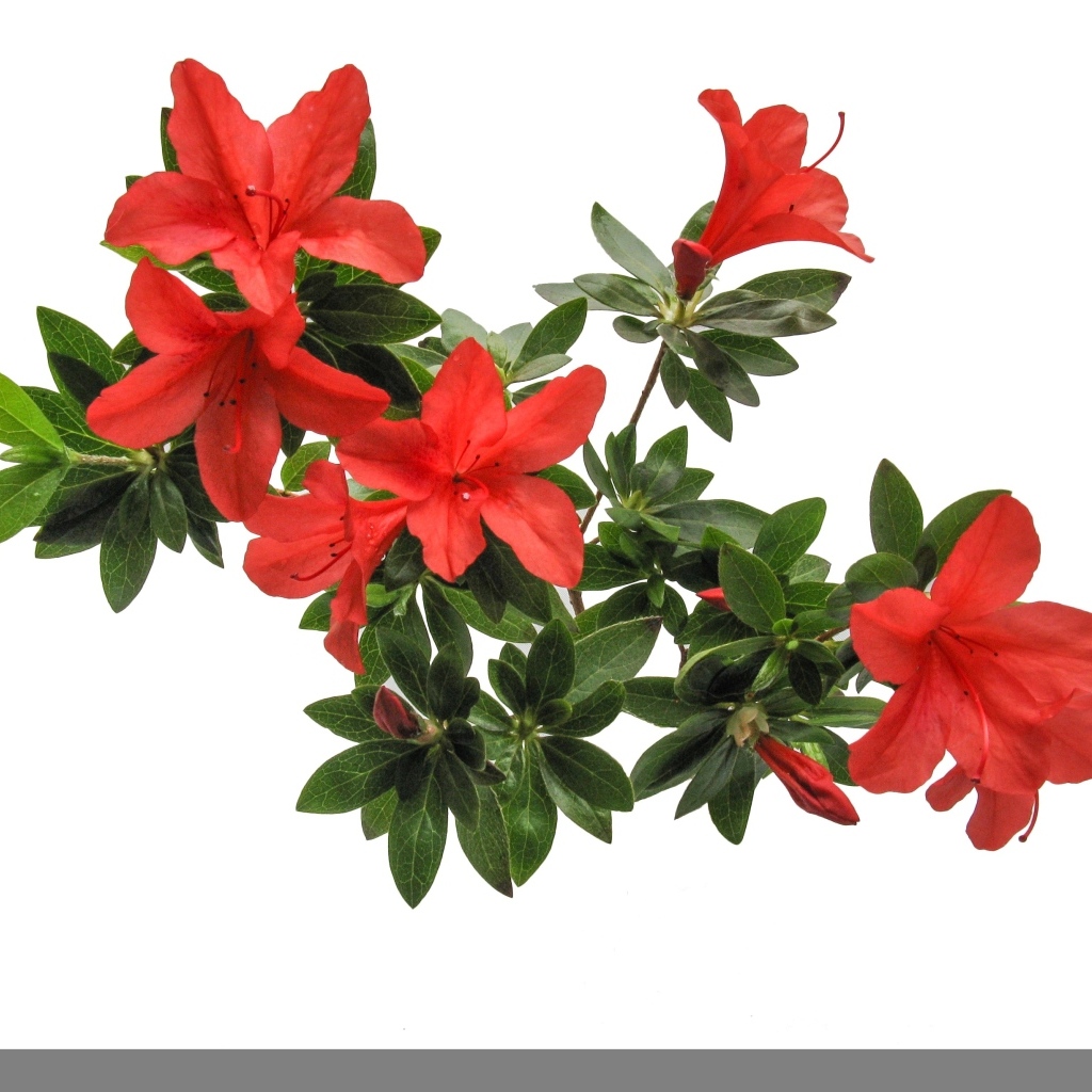 Красные цветы азалия на белом фоне