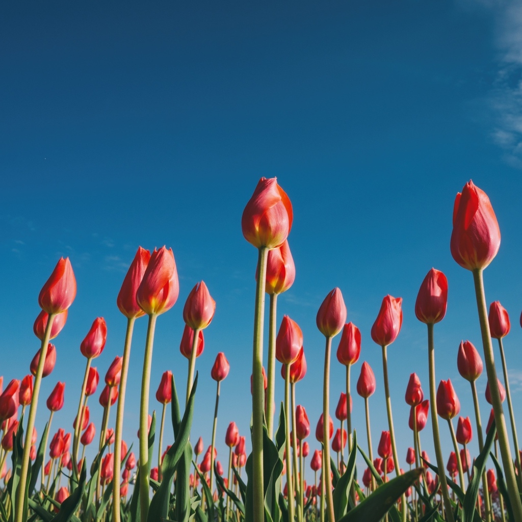 Красные красивые тюльпаны под голубым небом 