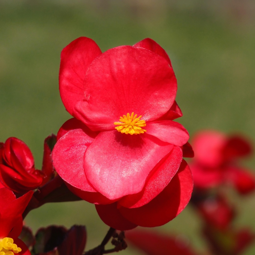 Красные цветы бегонии крупным планом