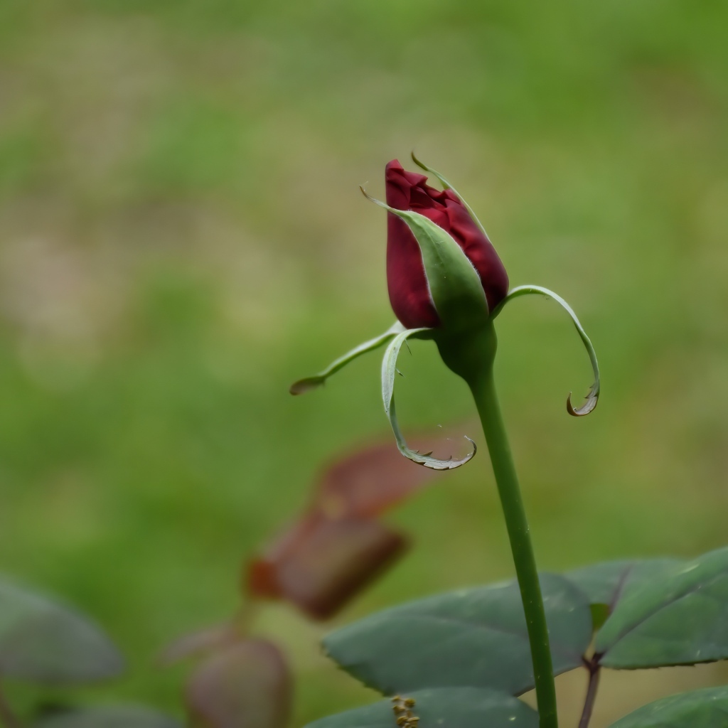 Красный бутон распускающейся розы с зелеными листьями