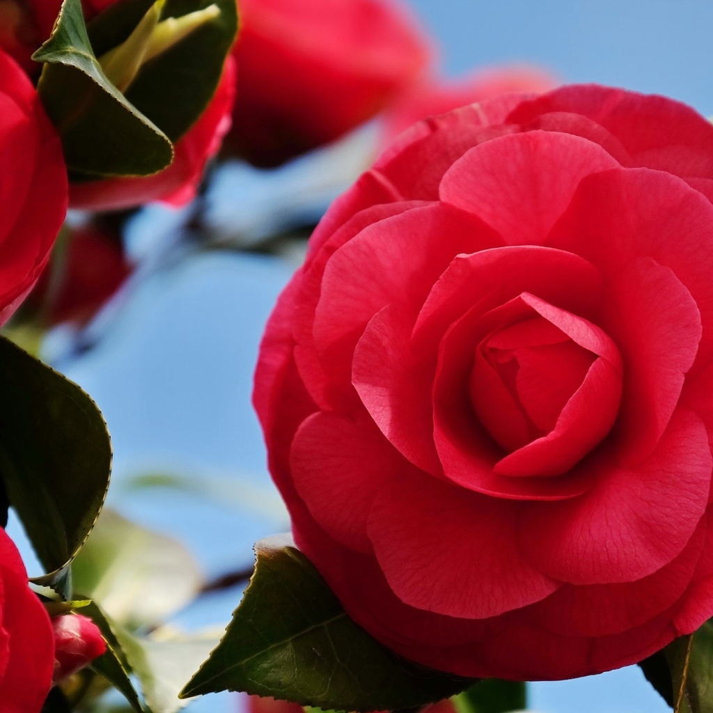 Красные цветы камелии крупным планом