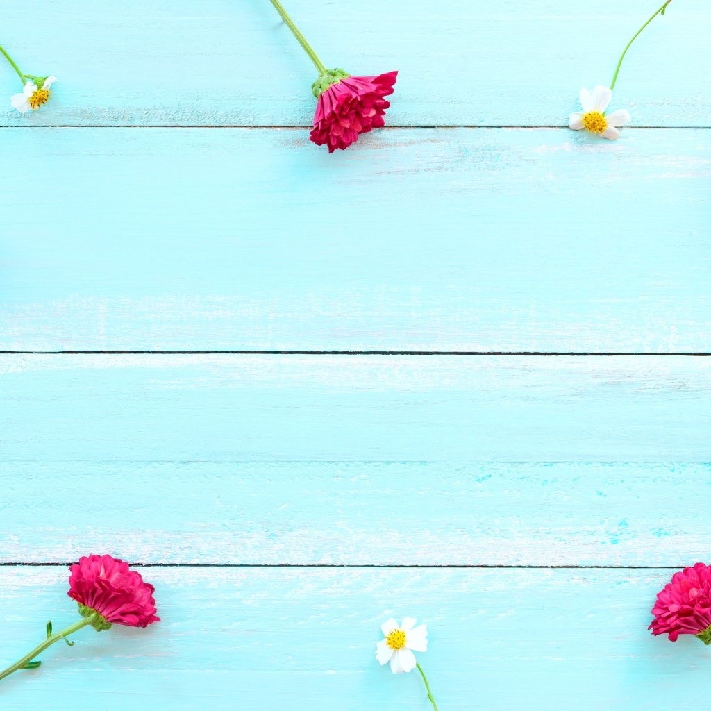 Красные хризантемы и цветы космеи на голубом фоне