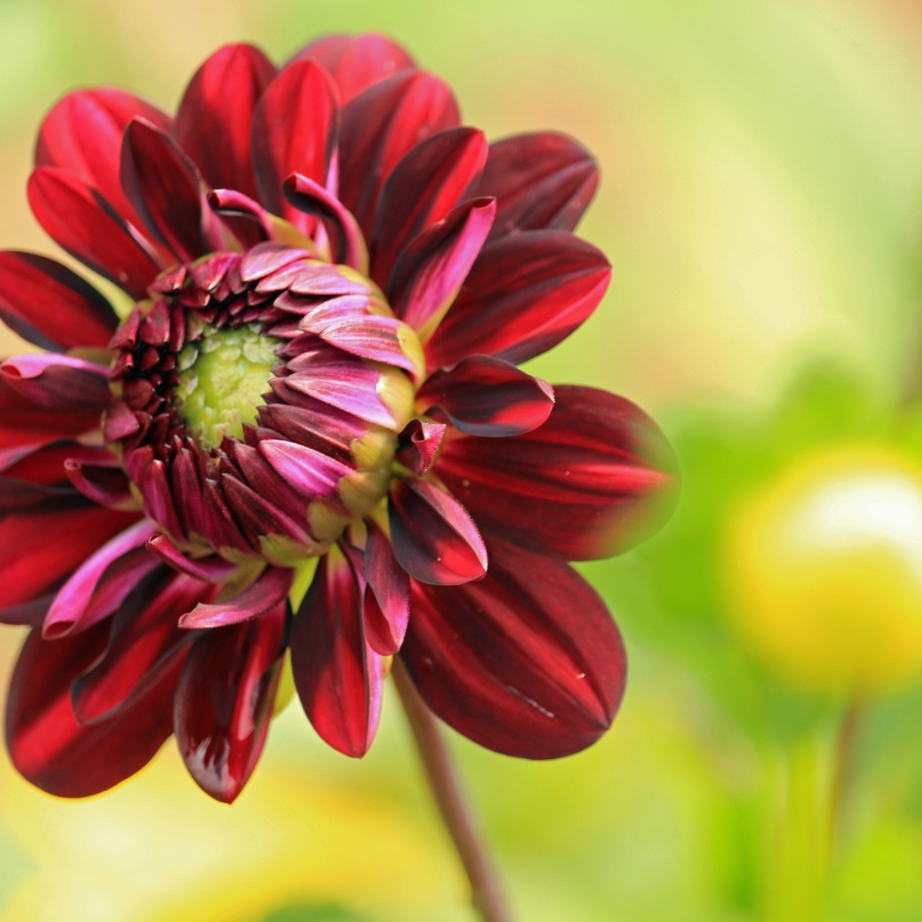 Красный цветок георгина крупным планом