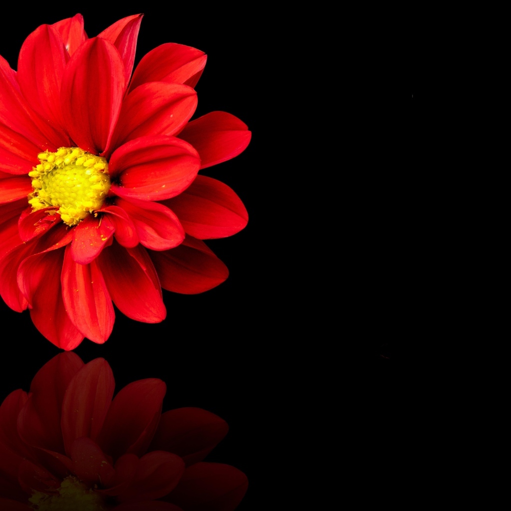 Красный цветок георгина на черном фоне
