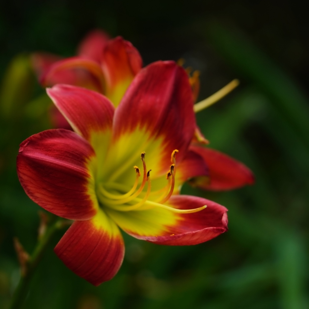 Красный цветок лилейника с желтой серединкой