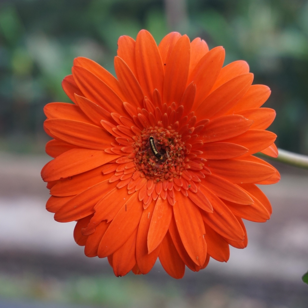 Красная нежная гербера с тонким стеблем