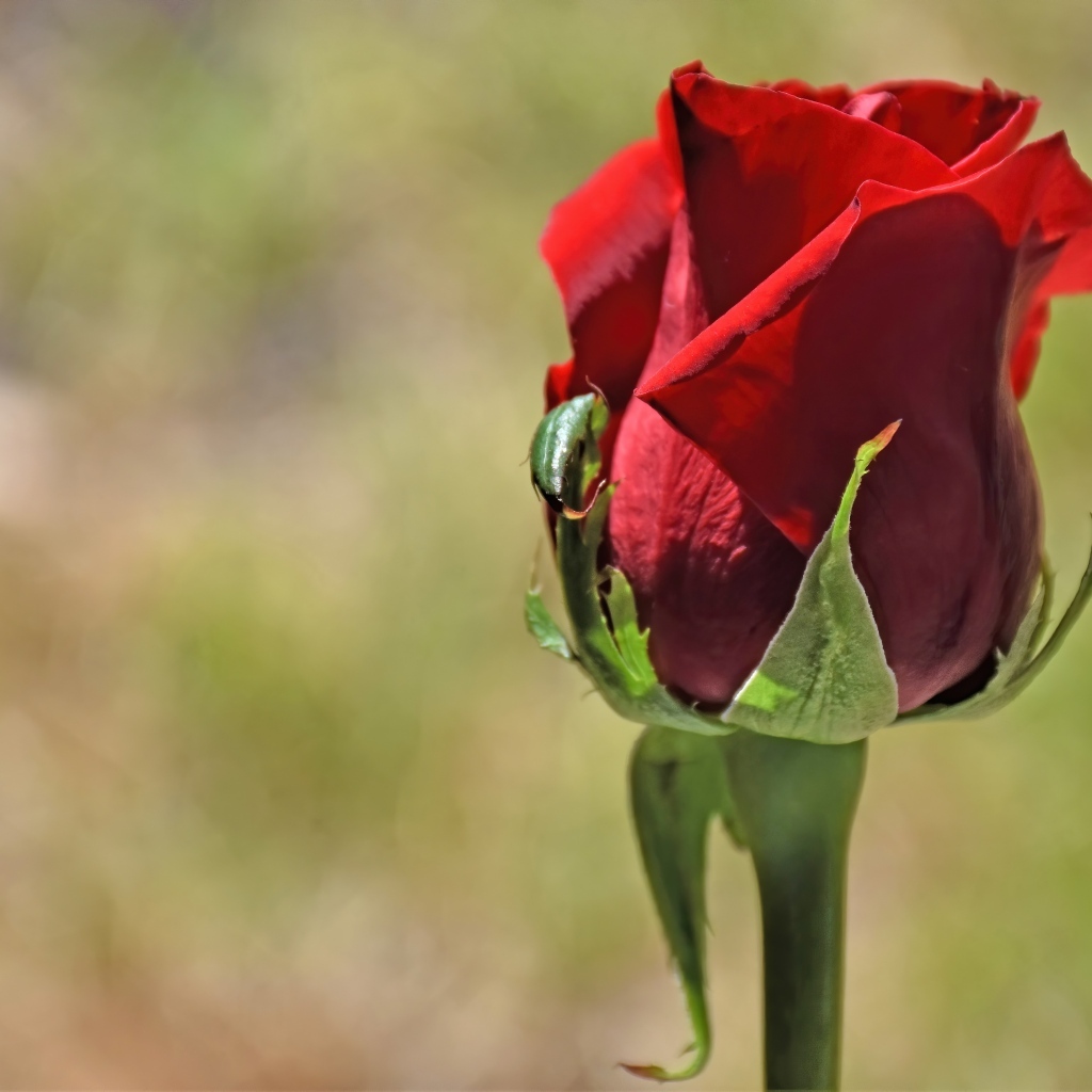 Красная английская роза крупным планом