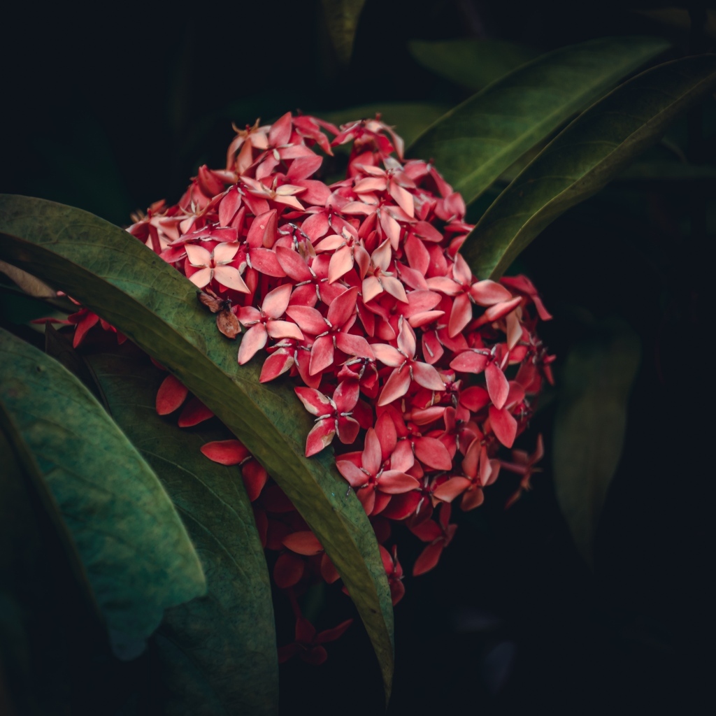 Красный экзотический цветок в зеленых листьях