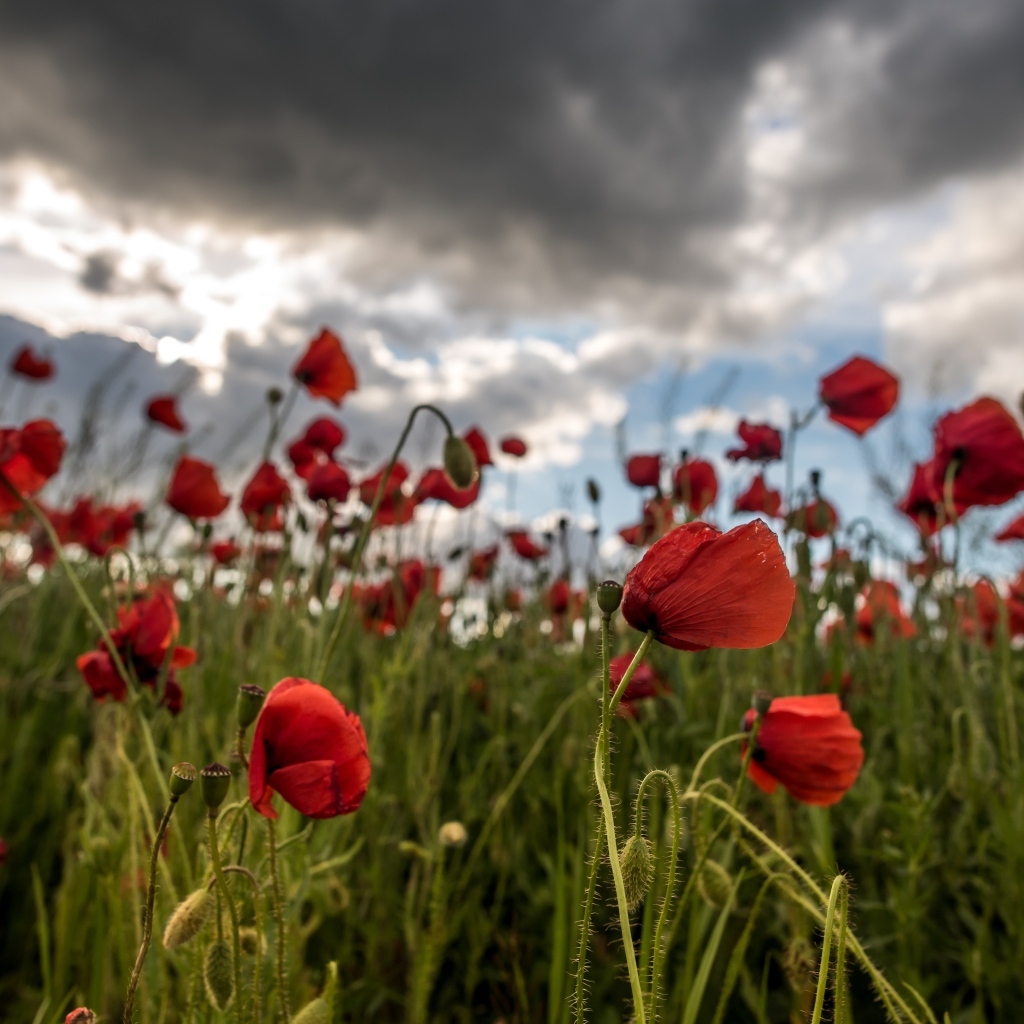 Красный полевой мак под грозовым небом