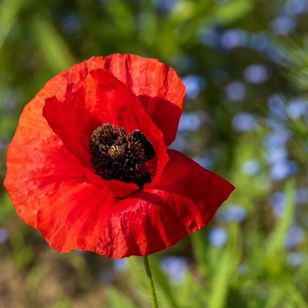 Красный полевой мак с черной серединкой